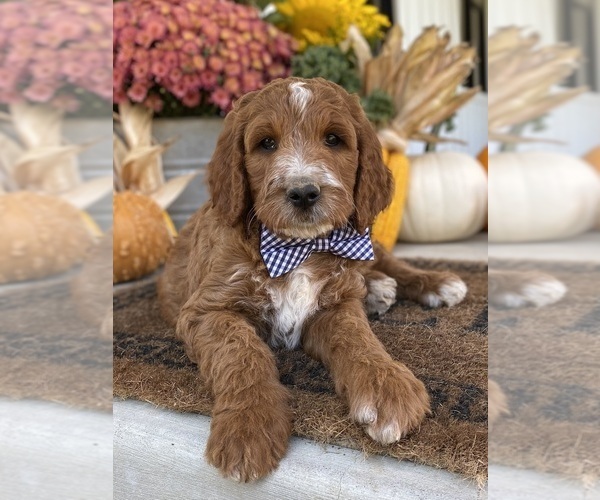 Medium Photo #11 Irish Doodle Puppy For Sale in WOOSTER, OH, USA