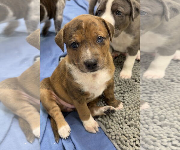Medium Photo #3 Catahoula Leopard Dog-Unknown Mix Puppy For Sale in Green Forest, AR, USA