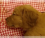 Small Photo #3 Golden Retriever Puppy For Sale in ALVARADO, TX, USA