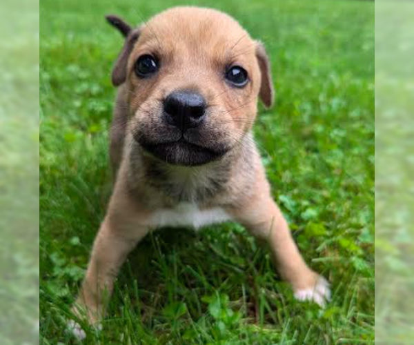 Medium Photo #5 Mutt Puppy For Sale in Brooklyn Center, MN, USA