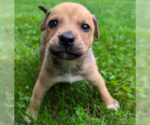Small #4 Mutt