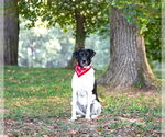 Small #10 Border Collie Mix