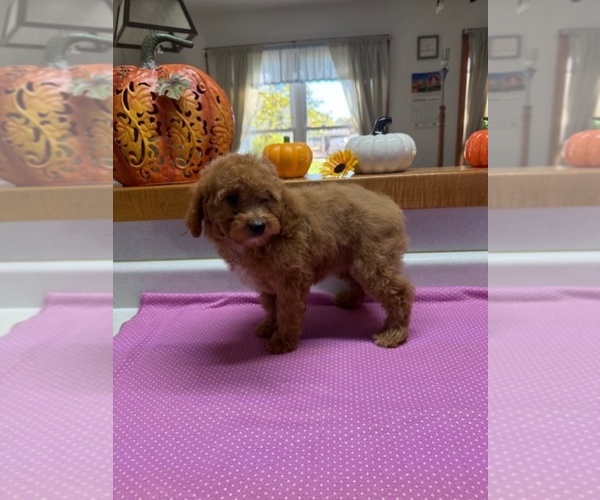 Medium Photo #4 Poodle (Miniature) Puppy For Sale in MUNFORDVILLE, KY, USA