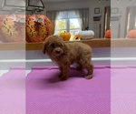 Small #3 Poodle (Miniature)