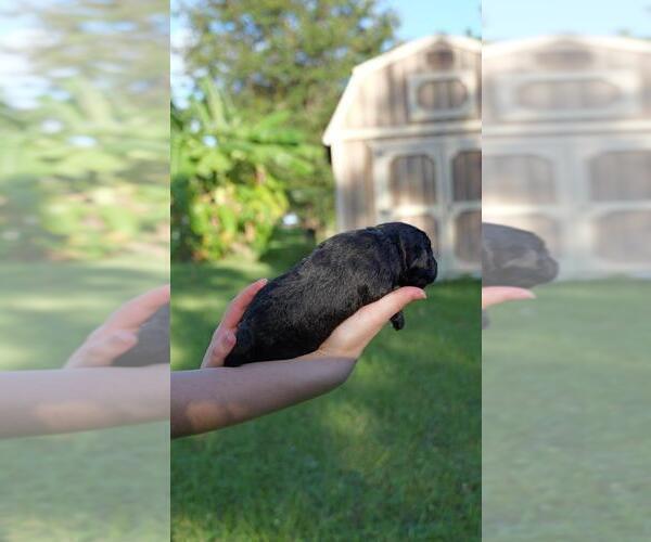 Medium Photo #5 Schnauzer (Miniature) Puppy For Sale in LEHIGH ACRES, FL, USA