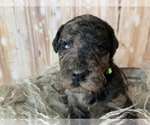 Small Photo #3 Goldendoodle Puppy For Sale in CONCORD, NC, USA