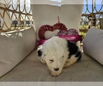 Small Photo #34 Sheepadoodle Puppy For Sale in THORNDALE, TX, USA