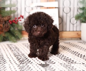 Poodle (Toy) Puppy for sale in NAPLES, FL, USA