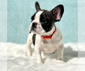 French Bulldog Puppy for sale in SOUTH RICHMOND HILL, NY, USA