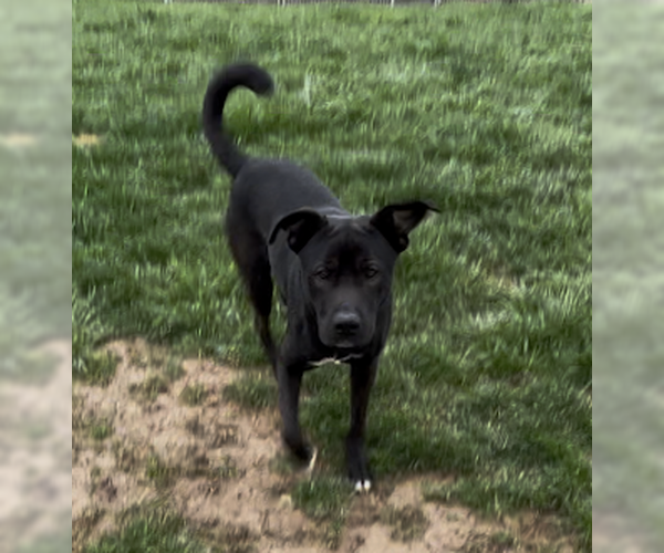 Medium Photo #2 Labrador Retriever-Mountain Cur Mix Puppy For Sale in Sistersville, WV, USA