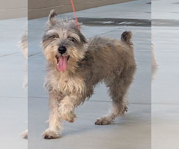 Medium Photo #2 - Mix Puppy For Sale in Salinas, CA, USA