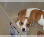 Puppy felix Jack Russell Terrier