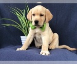 Small Photo #16 Labrenees Puppy For Sale in LAKELAND, FL, USA