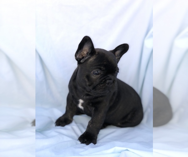 Medium Photo #8 French Bulldog Puppy For Sale in MENTONE, CA, USA
