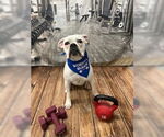 Small #2 Boxer