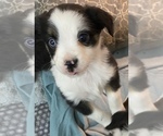 Small Photo #4 Australian Shepherd Puppy For Sale in CRESTON, IA, USA