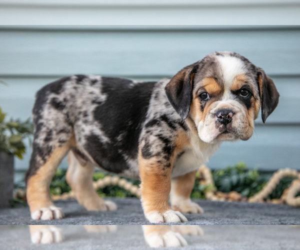 Medium Photo #1 Beabull Puppy For Sale in MILLERSBURG, OH, USA