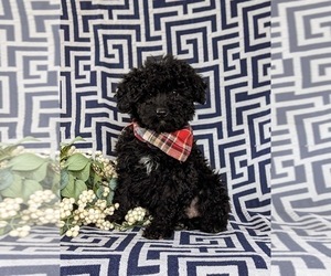 Poodle (Toy) Puppy for sale in NOTTINGHAM, PA, USA