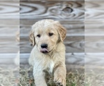 Puppy Bella Golden Retriever