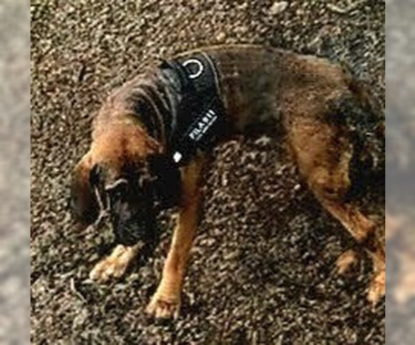 Medium Photo #10 Brazilian Mastiff Puppy For Sale in Jasper, AL, USA