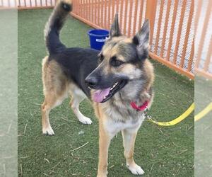 German Shepherd Dog-Unknown Mix Dogs for adoption in Las Vegas, NV, USA