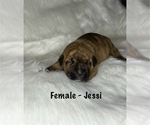 Small Photo #5 American Staffordshire Terrier-Boxer Mix Puppy For Sale in SCOBEY, MS, USA