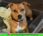 Small American Pit Bull Terrier Mix
