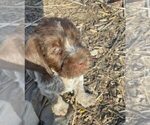 Small #4 Wirehaired Pointing Griffon