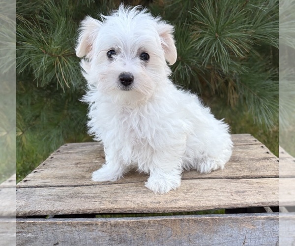 Medium Photo #2 Maltese Puppy For Sale in MIDDLEBURY, IN, USA