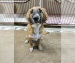 Small #1 Mutt