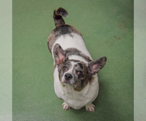 Medium Photo #6 Dachshund-Unknown Mix Puppy For Sale in Huntley, IL, USA