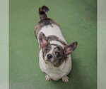 Small #5 Dachshund Mix