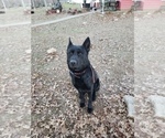 Small Photo #1 German Shepherd Dog Puppy For Sale in PETERSBURG, IN, USA