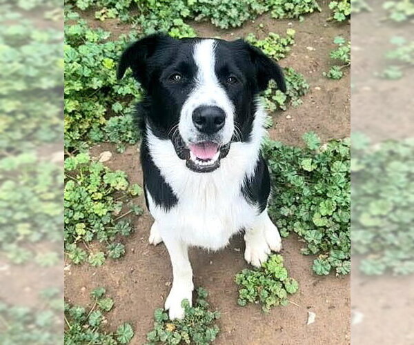 Medium Photo #1 Border Collie-Unknown Mix Puppy For Sale in Sacramento, CA, USA
