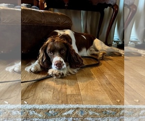 Father of the English Springer Spaniel puppies born on 07/11/2025