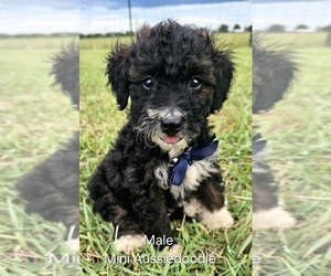 Aussie-Poo-Aussiedoodle Miniature  Mix Puppy for sale in TAYLOR, TX, USA