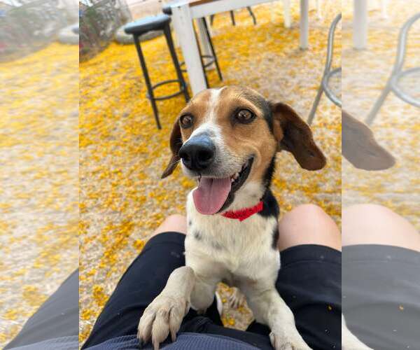 Medium Photo #9 Beagle Puppy For Sale in Las Vegas, NV, USA