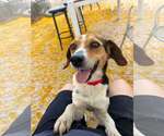 Small #8 Beagle