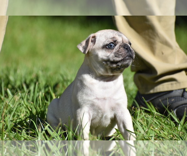 Medium Photo #8 Pug Puppy For Sale in PALM COAST, FL, USA