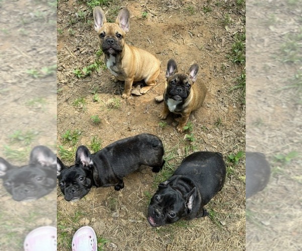 Medium Photo #1 French Bulldog Puppy For Sale in OVERTON, TX, USA