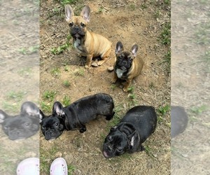 French Bulldog Puppy for sale in OVERTON, TX, USA