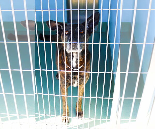 Medium Photo #1 Plott Hound Puppy For Sale in Pasadena, CA, USA