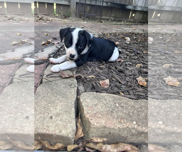 Medium Photo #3 Mutt Puppy For Sale in The Woodlands, TX, USA