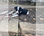 Small #2 Mutt