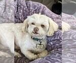 Small #3 Shih Tzu Mix