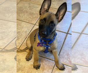 Mutt Dogs for adoption in Imlay City, MI, USA