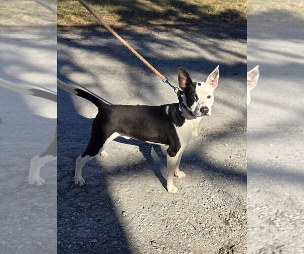 Medium Photo #1 Mutt Puppy For Sale in Rustburg, VA, USA