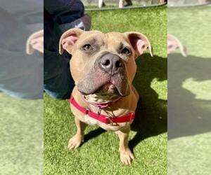 Mutt Dogs for adoption in San Francisco, CA, USA