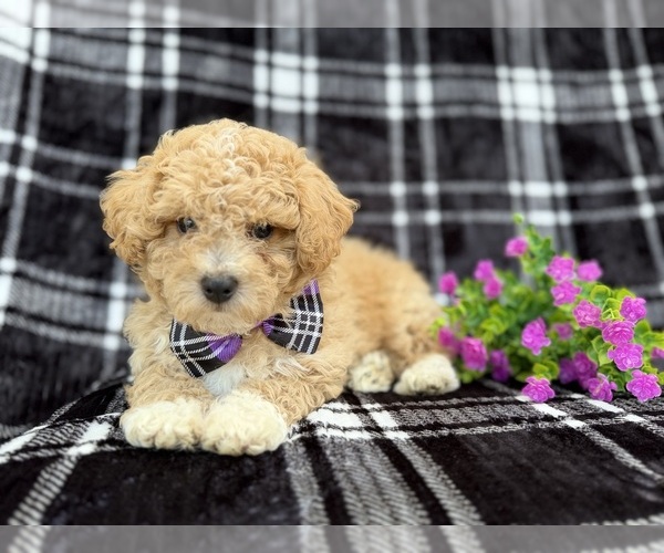 Medium Photo #1 Bichpoo Puppy For Sale in LAKELAND, FL, USA