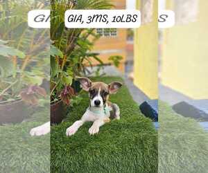 Jack Russell Terrier-Unknown Mix Dogs for adoption in NYC, NY, USA